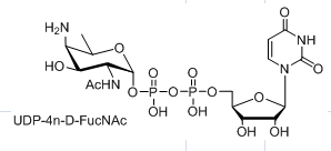 UDP-4n-D-FucNAc