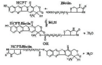 Biotin-HCPT生物素化羟喜树碱