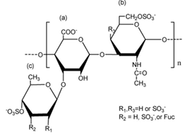 岩藻糖基化硫酸软骨素（Fucosylated Chondroitin Sulfate）提取多糖