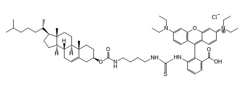 罗丹明-胆固醇,RB-Chol