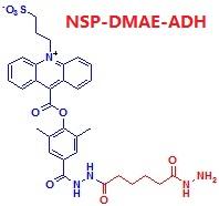 吖啶酯己二酰阱NSP-DMAE-ADH