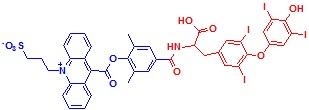 吖啶酯-T4结合物,NSP-DMAE-T4