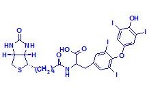 生物素-T4结合物,Biotin-T4