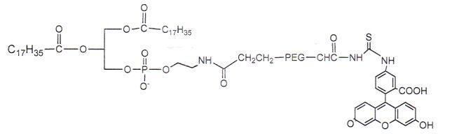 DSPE-PEG2000-FITC 二硬脂酰基磷脂酰乙醇胺-聚乙二醇2000-荧光素