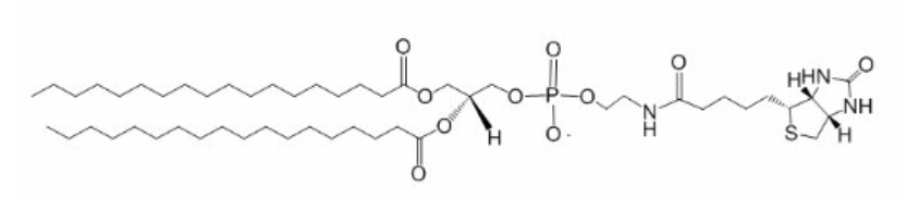 DPPE-Biotin 二棕榈酰基磷脂酰乙醇胺改性生物素
