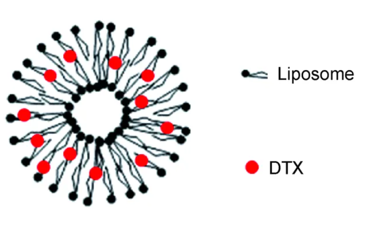 钙黄绿素脂质体（100nm） Liposome