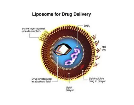 阿霉素&amp;功能核酸共载脂质体定制
