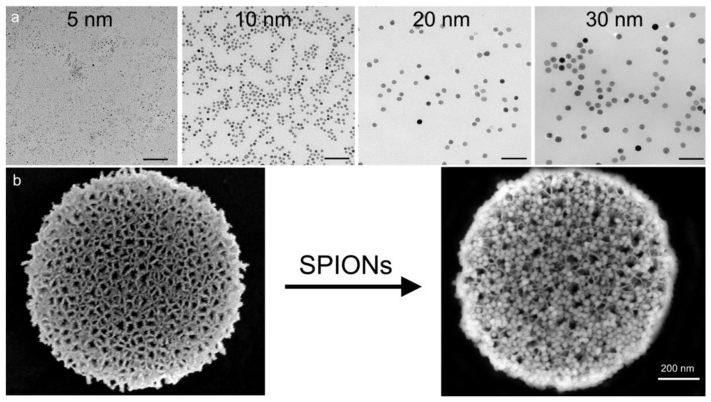 Superparamagnetic iron oxide noparticles 超顺磁性氧化铁(SPIO)