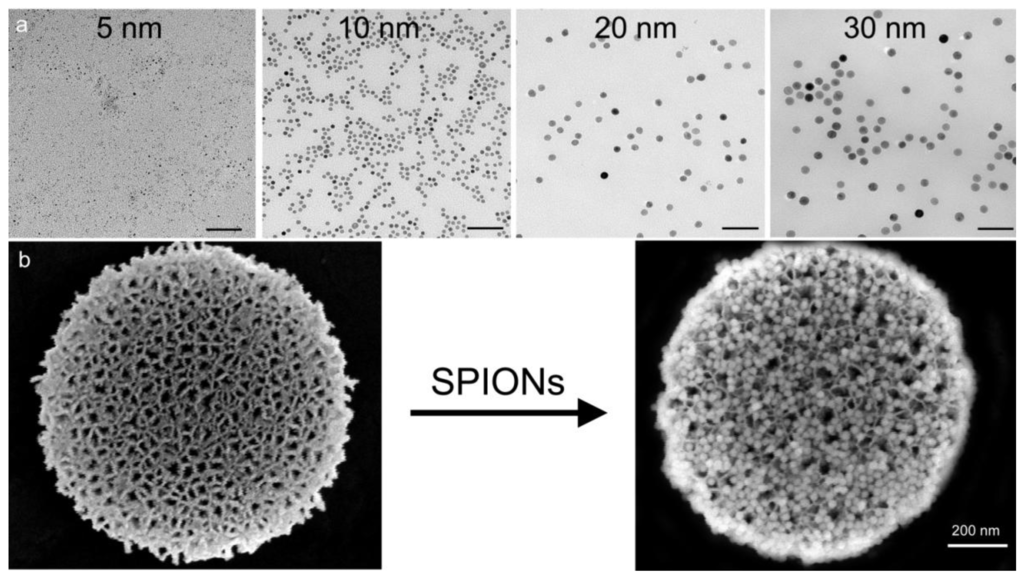 Superparamagnetic iron oxide noparticles 超顺磁性氧化铁（SPIO）