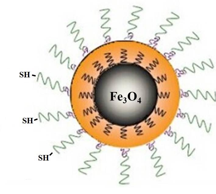 PEG-SH coating Fe3O4 noparticles 表面巯基修饰的聚乙二醇包裹的Fe3O4磁性纳米颗粒