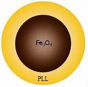 PLL coating Fe3O4 noparticles 聚赖氨酸包裹的Fe3O4磁性纳米颗粒