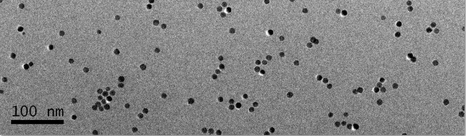 BSA coating Fe3O4 noparticles 牛血清蛋白包裹的Fe3O4纳米粒子