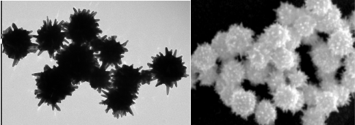 （Gold sea-urchins）10ml，concentration:0.05mg/ml 金纳米海胆