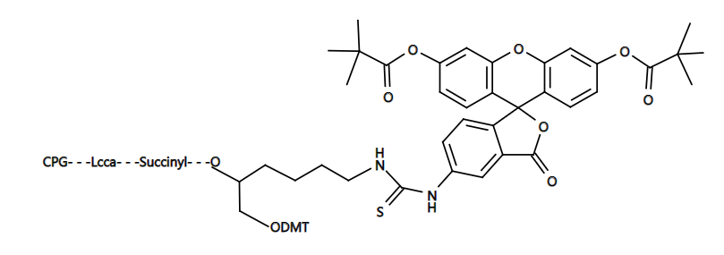3'-Fluorescein CPG|3'-荧光素-CPG