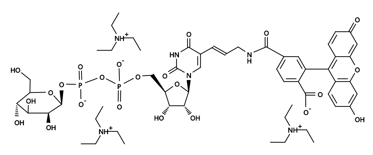 Glucose-UDP-Fluorescein Conjugate|尿苷5&#039;-二磷酸-1-α-D-葡萄糖-荧光素结合物