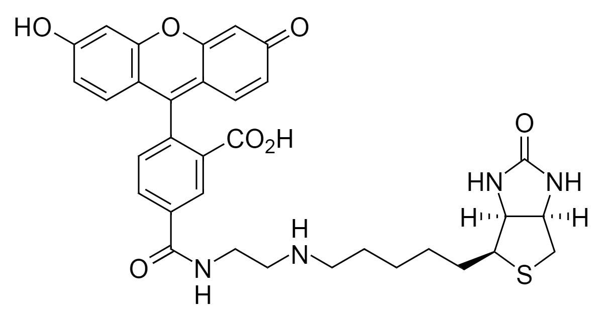 Biotin-4-fluorescein|CAS1032732-74-3|生物素-4-荧光素