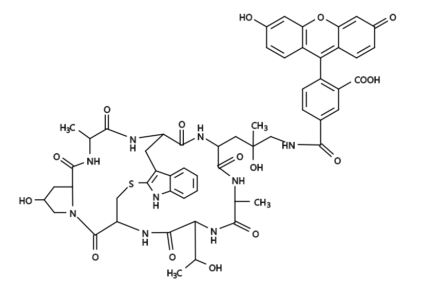 Phalloidin-Fluorescein Conjugate|鬼笔环肽-荧光素结合物