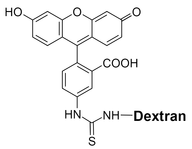 FITC–dextr conjugate|异硫氰酸荧光素-葡聚糖共轭物