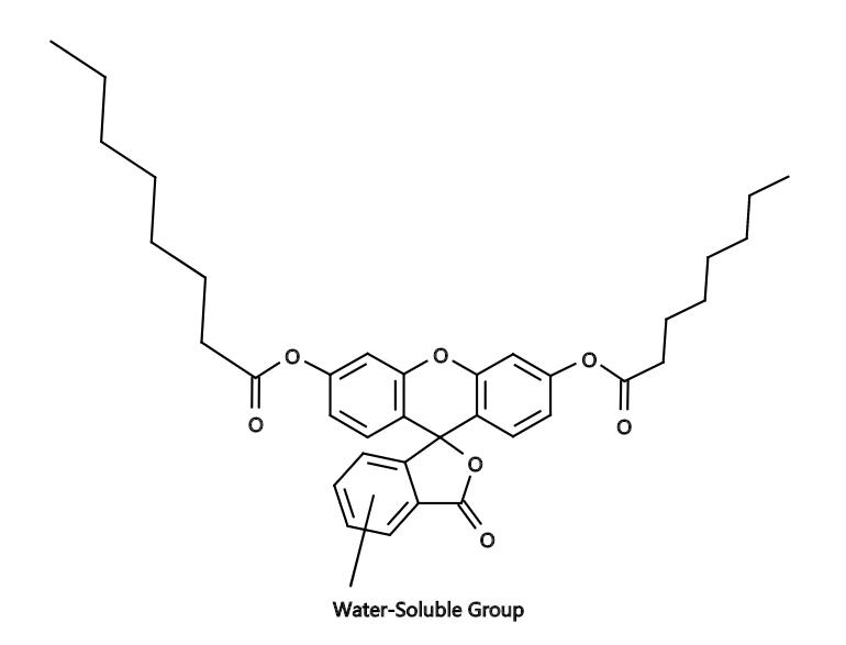 Fluorescein dicaprylate WS1|二辛酸荧光素WS1