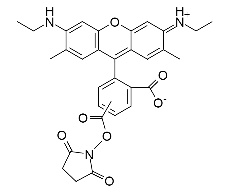 5(6)-CR6G, SE|5-(d 6)-Carboxyrhodamine 6G, succinimidyl ester|5-(和6)-羧甲基罗丹明6G, 琥珀酰亚胺酯