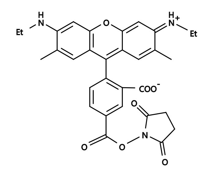 5-CR6G, SE [5-Carboxyrhodamine 6G, succinimidyl ester|5-羧甲基罗丹明6G, 琥珀酰亚胺酯