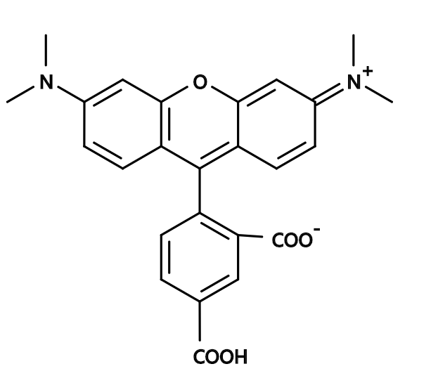 5-TAMRA|5-Carboxytetramethylrhodamine|CAS91809-66-4|5-羧基四甲基罗丹明