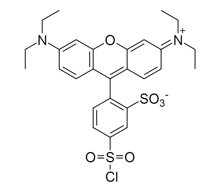 Lissamine Rhodamine B Sulfonyl Chloride|CAS 62796-29-6|Lissamine罗丹明B磺酰氯