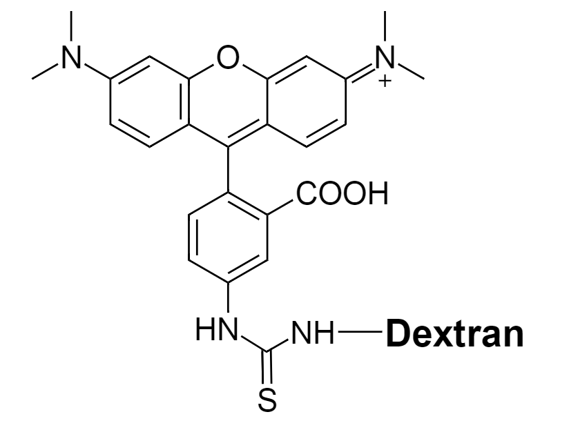 TRITC–dextr conjugate|四甲基异硫氰酸罗丹明-葡聚糖共轭物