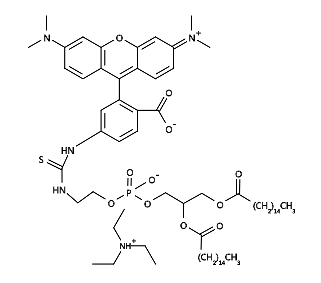 TRITC-DHPE|四甲基异硫氰酸罗丹明标记的磷脂DHPE