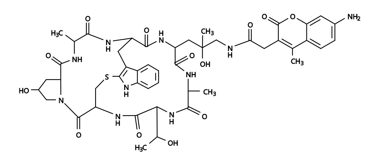 Phalloidin-AMCA Conjugate|鬼笔环肽-7-氨基-4-甲基-3-香豆素醋酸偶联物