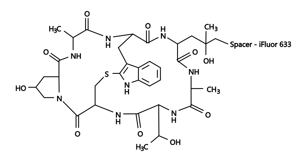 Phalloidin-iFluor™ 633 Conjugate|鬼笔环肽-iFluor™633偶联物
