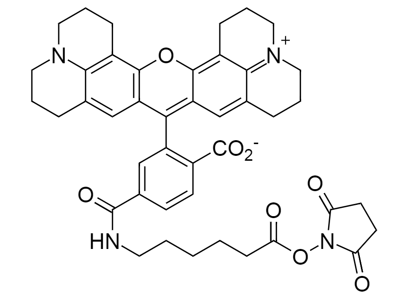6-ROX-AHA, SE|6-羧基-X-罗丹明-AHA 琥珀酰亚胺酯