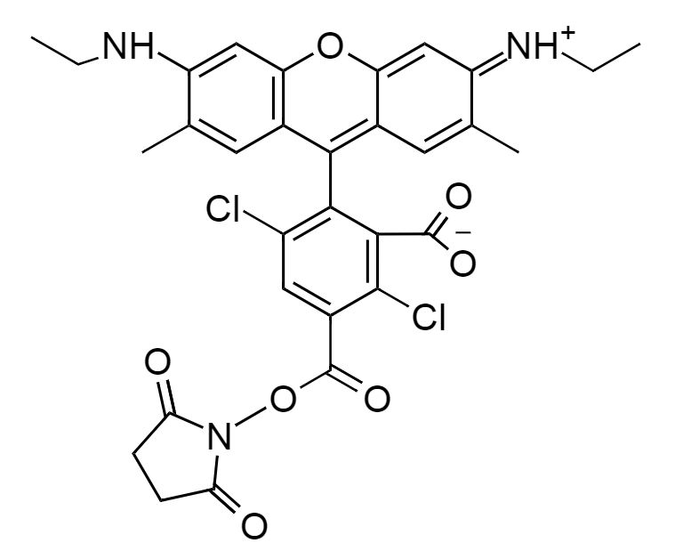 5-dR6G, succinimidyl ester|5-羧基-4,7-二氯罗丹明6G琥珀酰亚胺酯