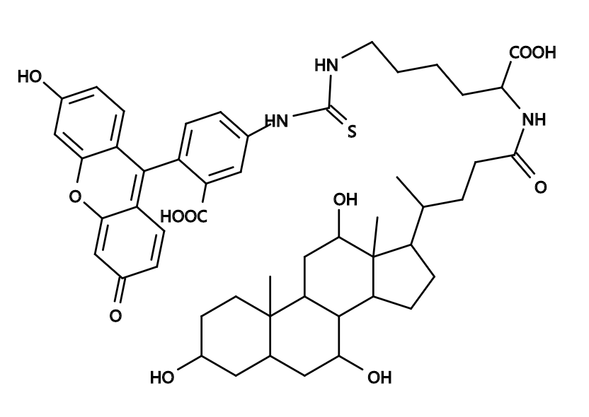 CLF|Cholyl-Lys-Fluorescein|胆固醇-赖氨酸-荧光素