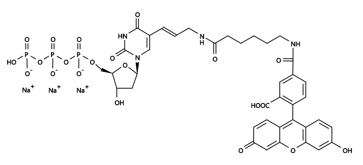 Fluorescein-12-dUTP|1 mM in Tris Buffer (pH 7.5)|CAS214154-36-6|荧光素12-dUTP
