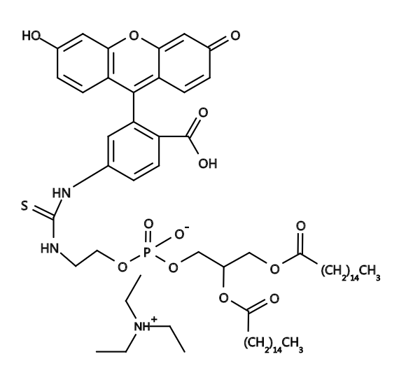 Fluorescein DHPE|异硫氰酸荧光素标记的磷脂DHPE
