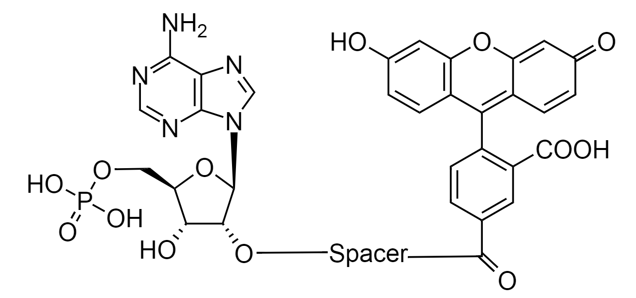 AMP-Fluorescein conjugate calibrator|AMP-荧光素共轭物校准物