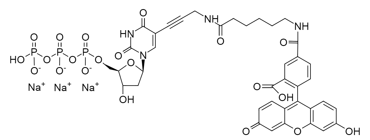 Fluorescein-12-dUTP (Perkin-Elmer)|1 mM in Tris Buffer (pH 7.5)|荧光素12修饰的脱氧尿苷5&#039;-三磷酸酯(Perkin-Elmer)
