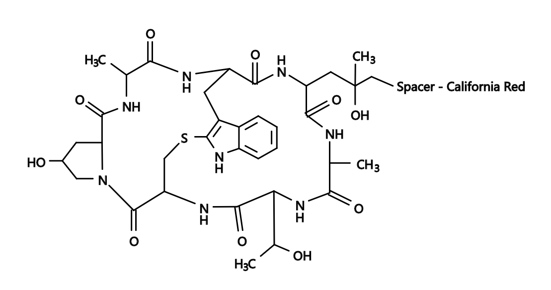 Phalloidin-California Red Conjugate|鬼笔环肽-California Red偶联物