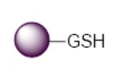GST融合蛋白纯化用琼脂糖磁珠