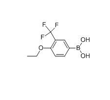 4-乙氧基-2-(三氟甲基)苯硼酸,CAS:313545-39-0