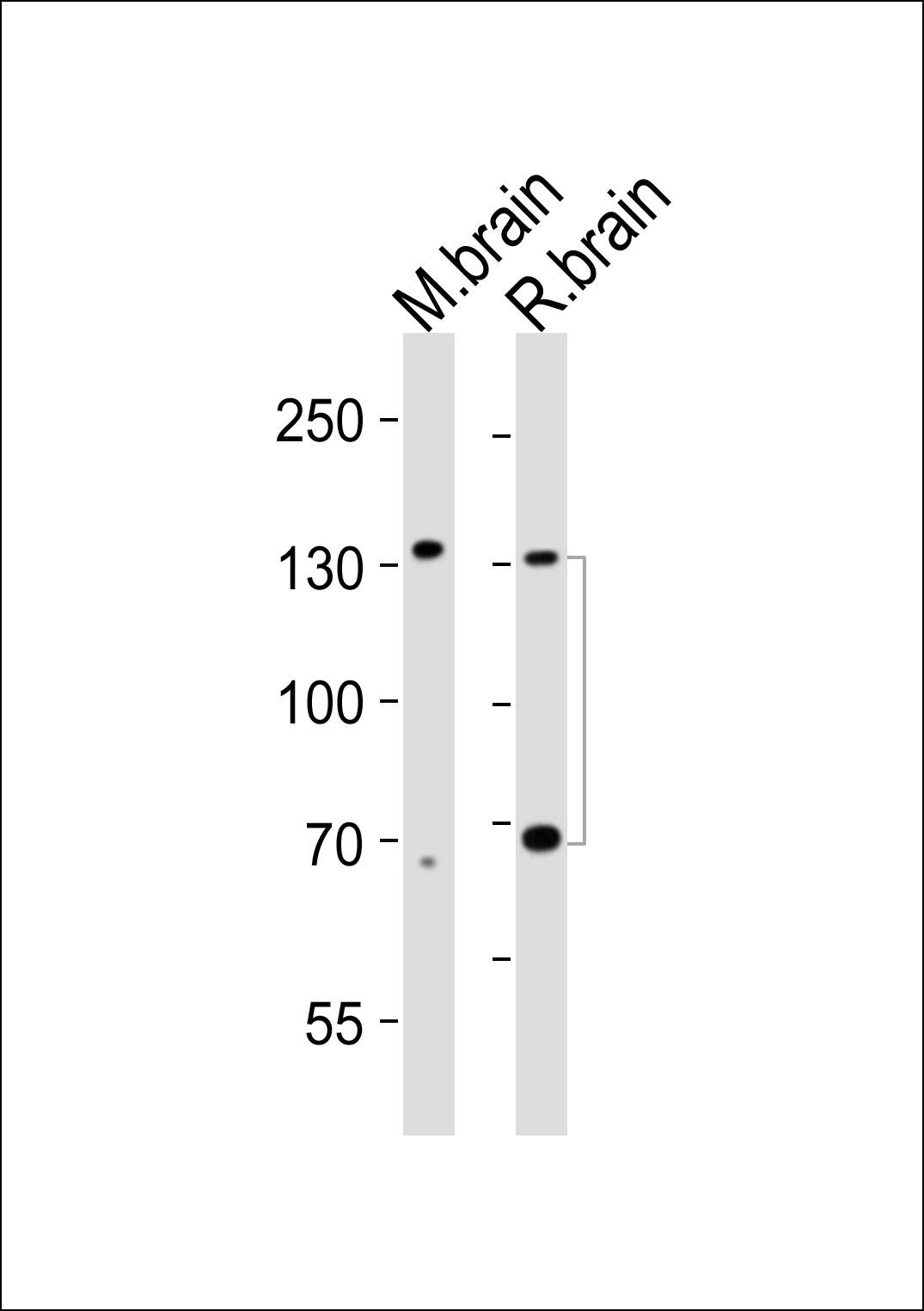 Mouse anti-Ntrk3 Monoclonal Antibody(1454CT394.87.35)