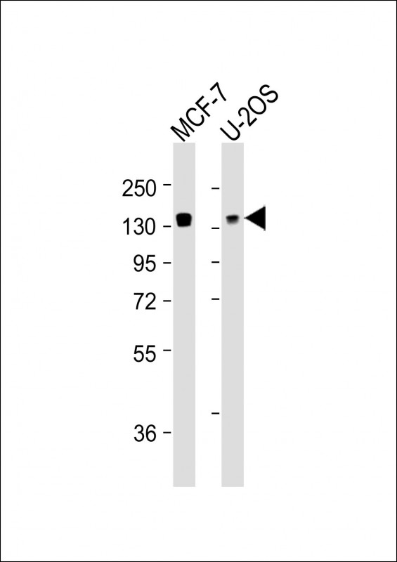 Mouse anti-FAM120A Monoclonal Antibody(1501CT803.19.85.5)