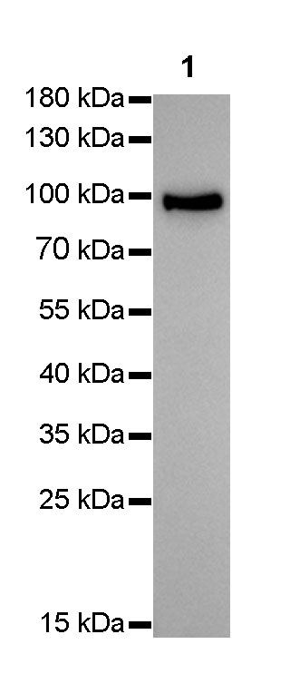 Rabbit anti-Villin Monoclonal Antibody(039-78)