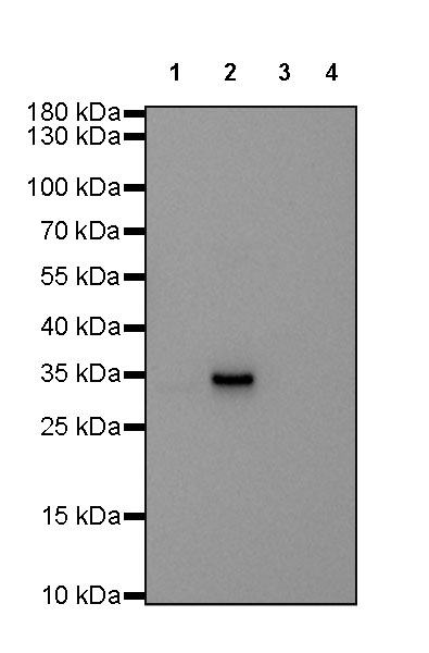 Rabbit anti-Human IgG2  F(c) Recombinant Monoclonal Antibody(318-75)