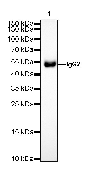 Rabbit anti-Human IgG2  F(c) Recombinant Monoclonal Antibody(318-75)