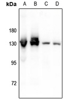 Rabbit anti-CD124(pY497) Polyclonal Antibody