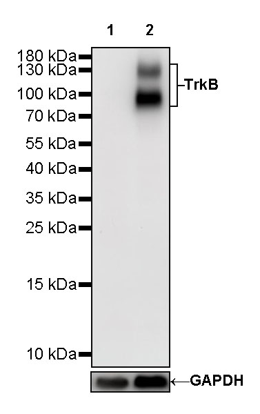 Rabbit anti-TrkB Recombinant Monoclonal Antibody(S-488-5)