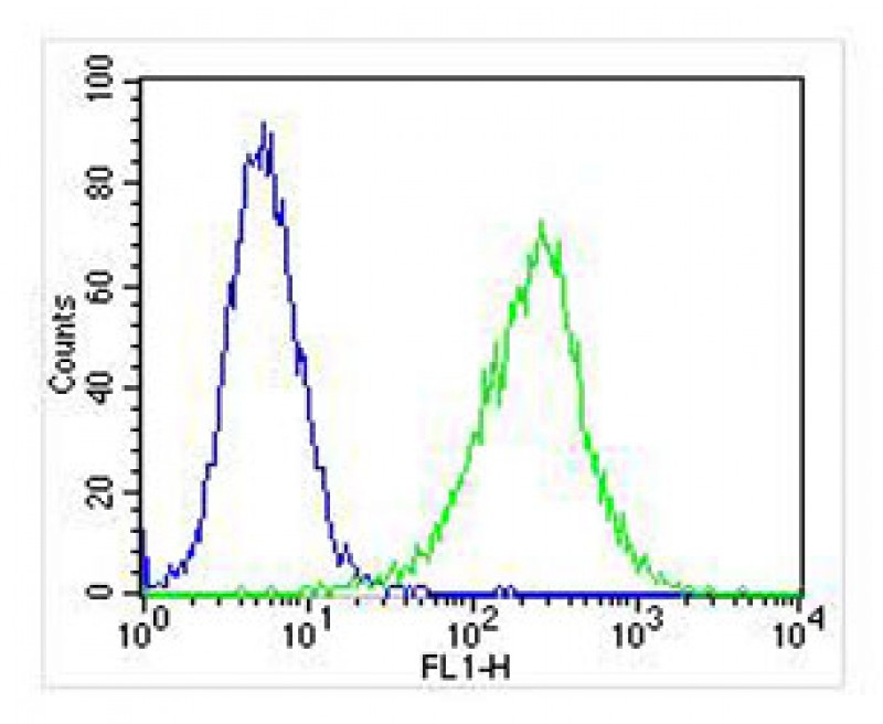 Mouse anti-ZAP70 Monoclonal Antibody(1475CT217.34.65)
