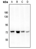 Rabbit anti-PAK4(pS474) Polyclonal Antibody